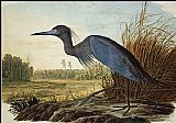 John James Audubon Little Blue Heron painting